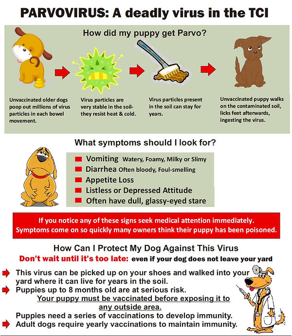 Parvo.jpeg