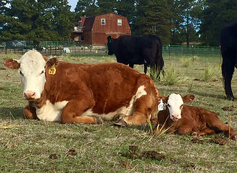 Natural Beef from grass fed cows