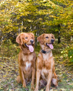 Golden Retriever Puppies Wisconsin Sporting Gold Retrievers