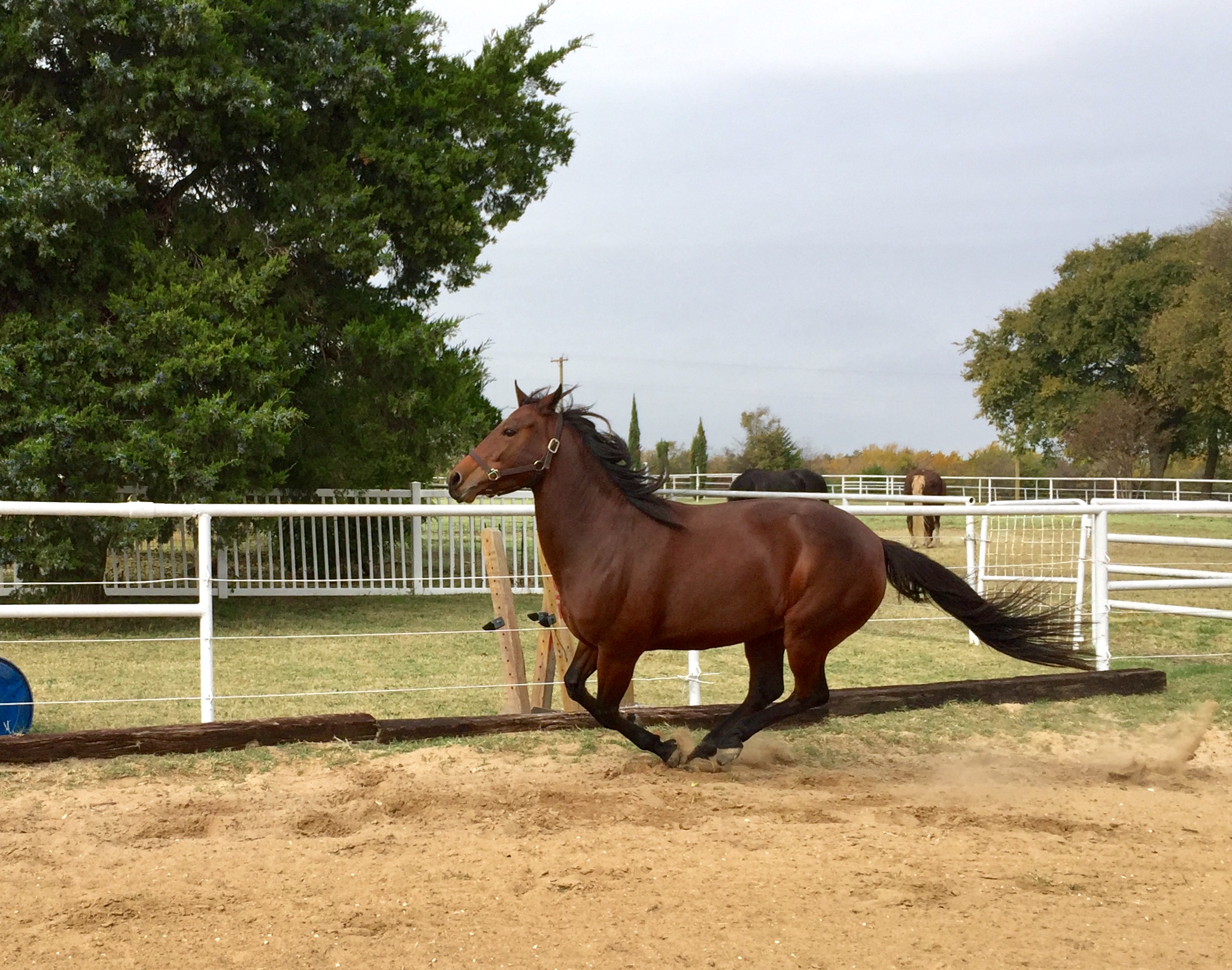 Romy Horse for sale