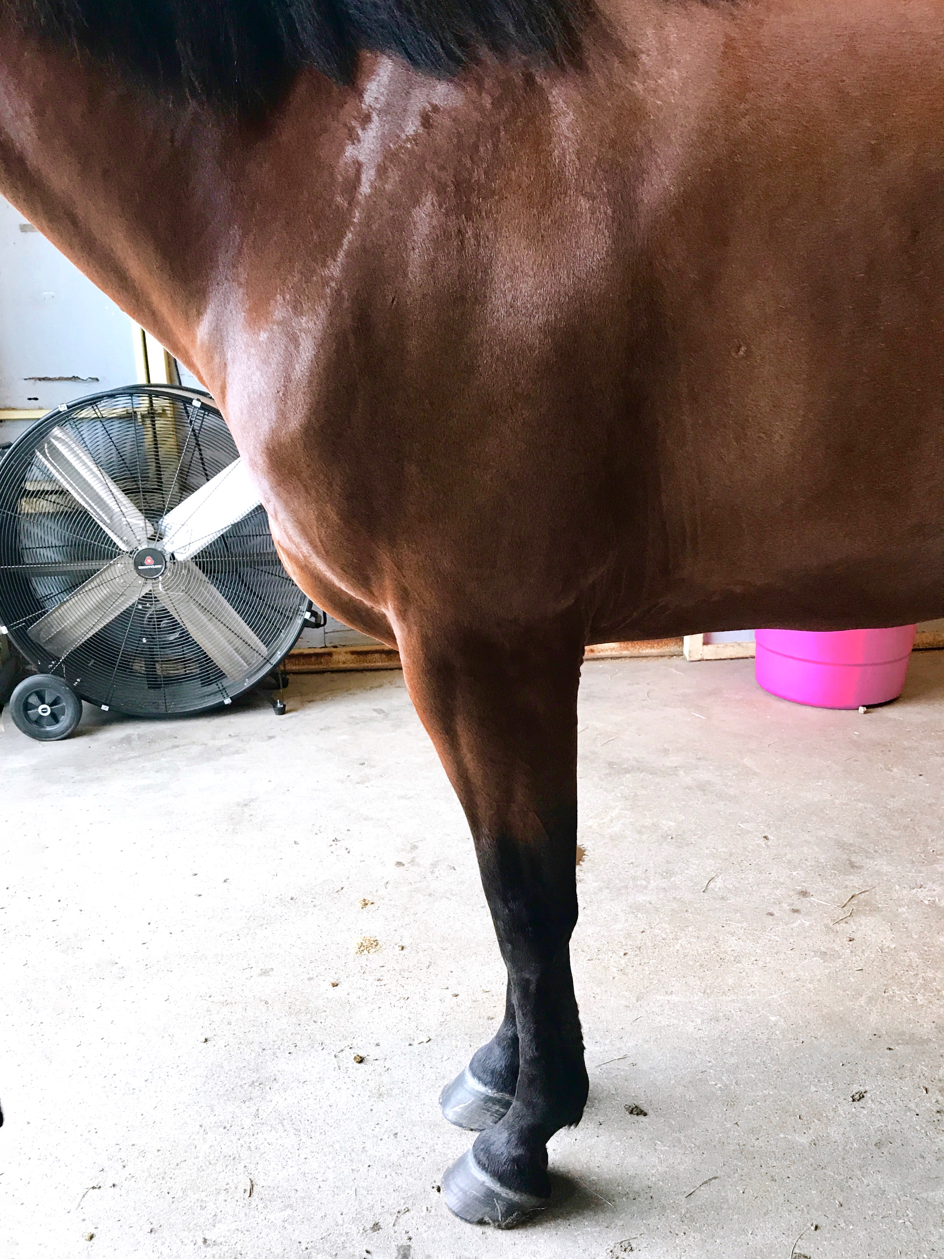 Romy Horse for sale