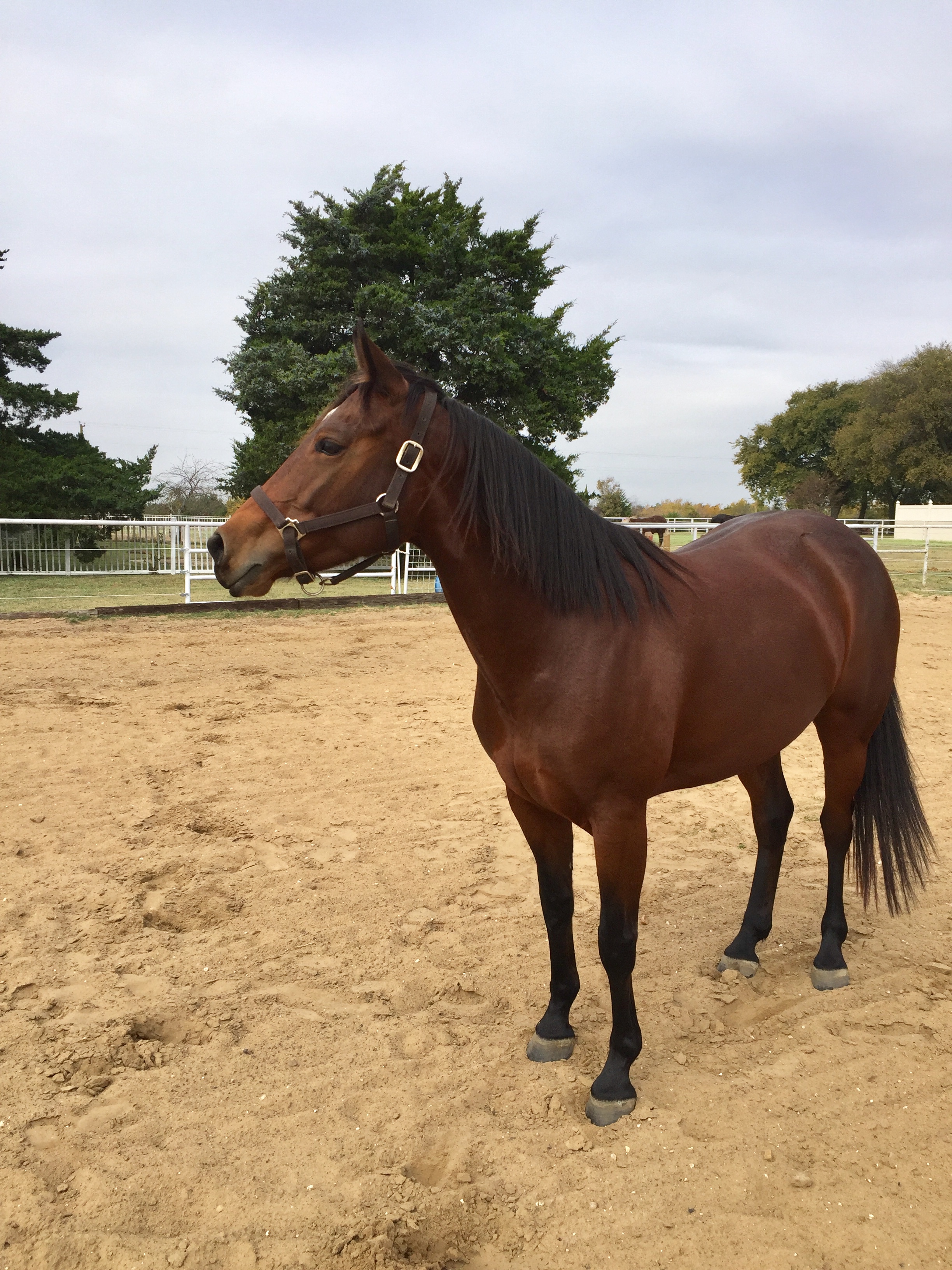 Romy Horse for sale