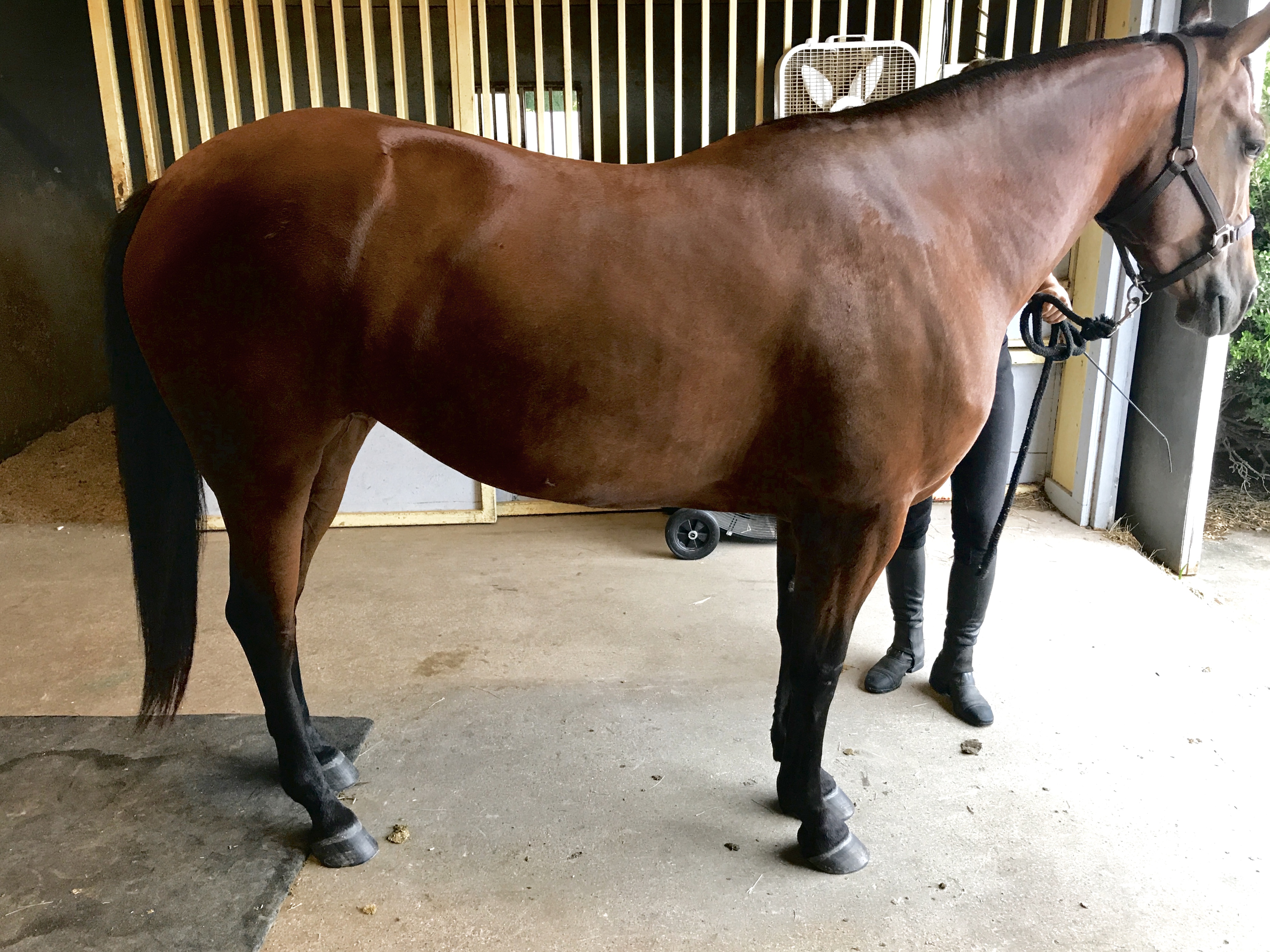 Romy Horse for sale