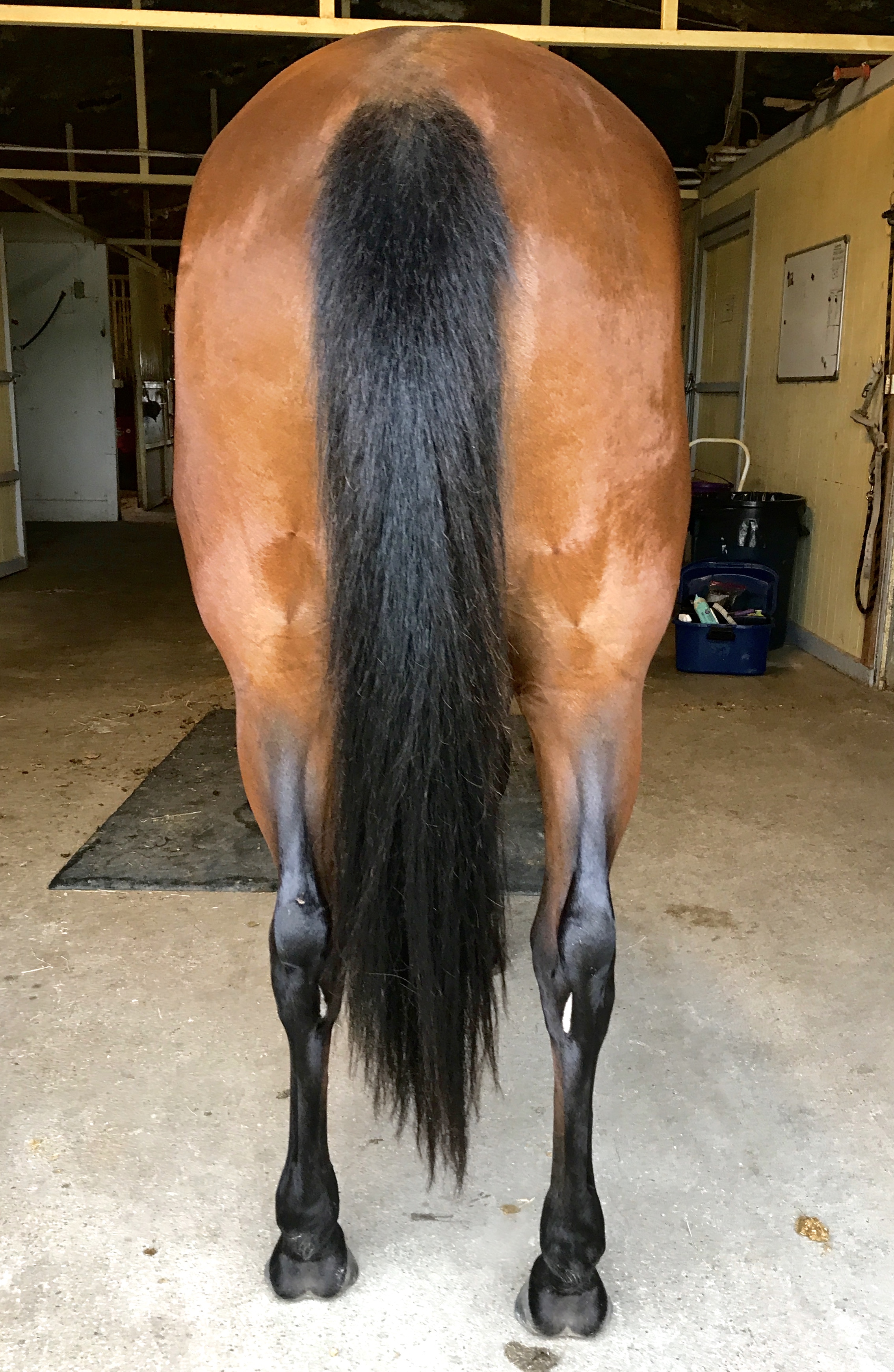 Romy Horse for sale