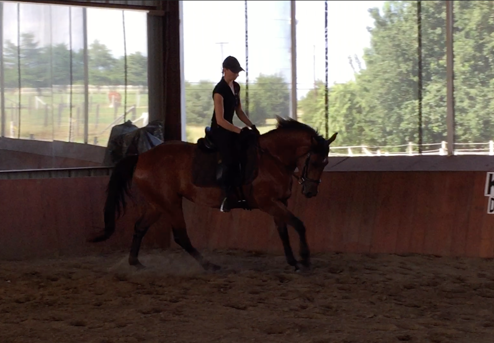 Romy Horse for sale