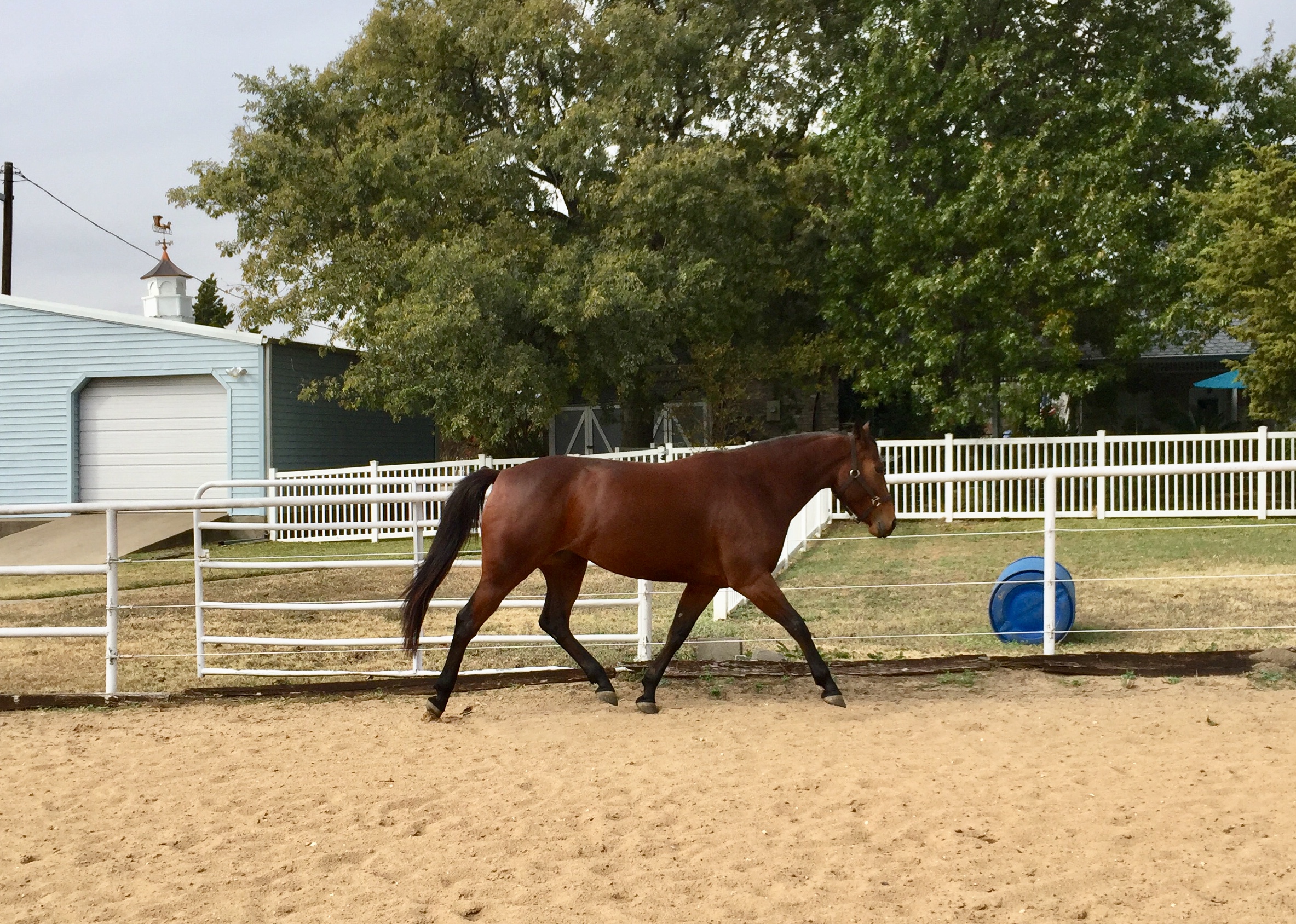 Romy Horse for sale