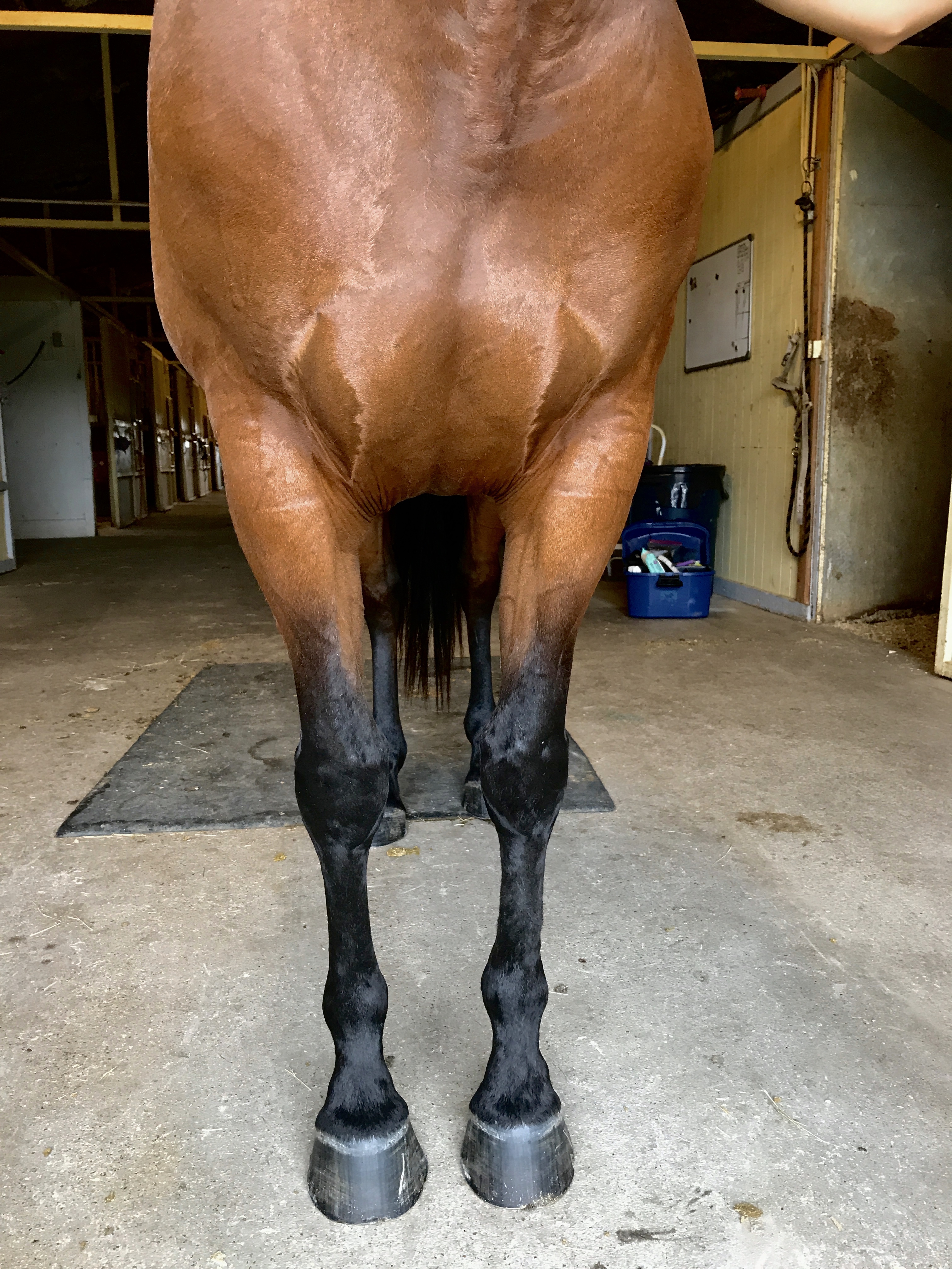Romy Horse for sale