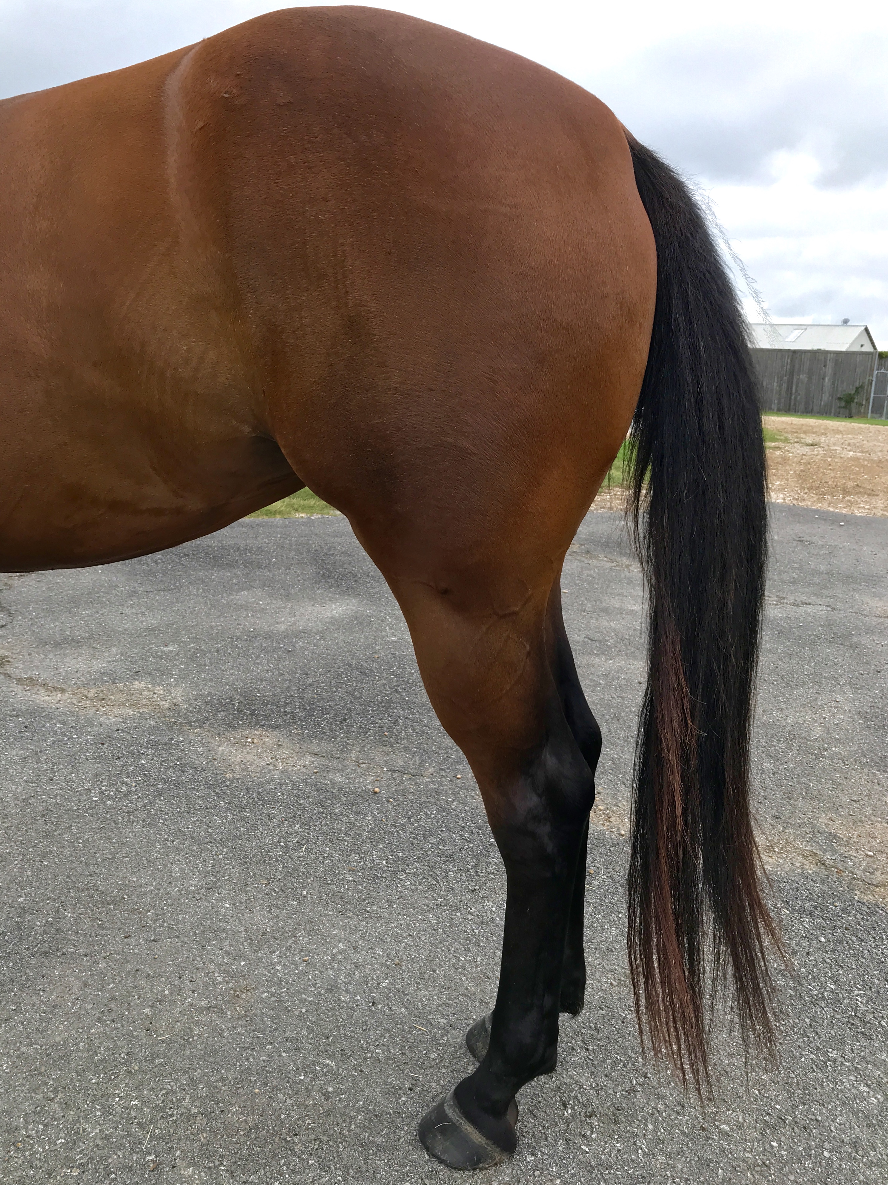 Romy Horse for sale