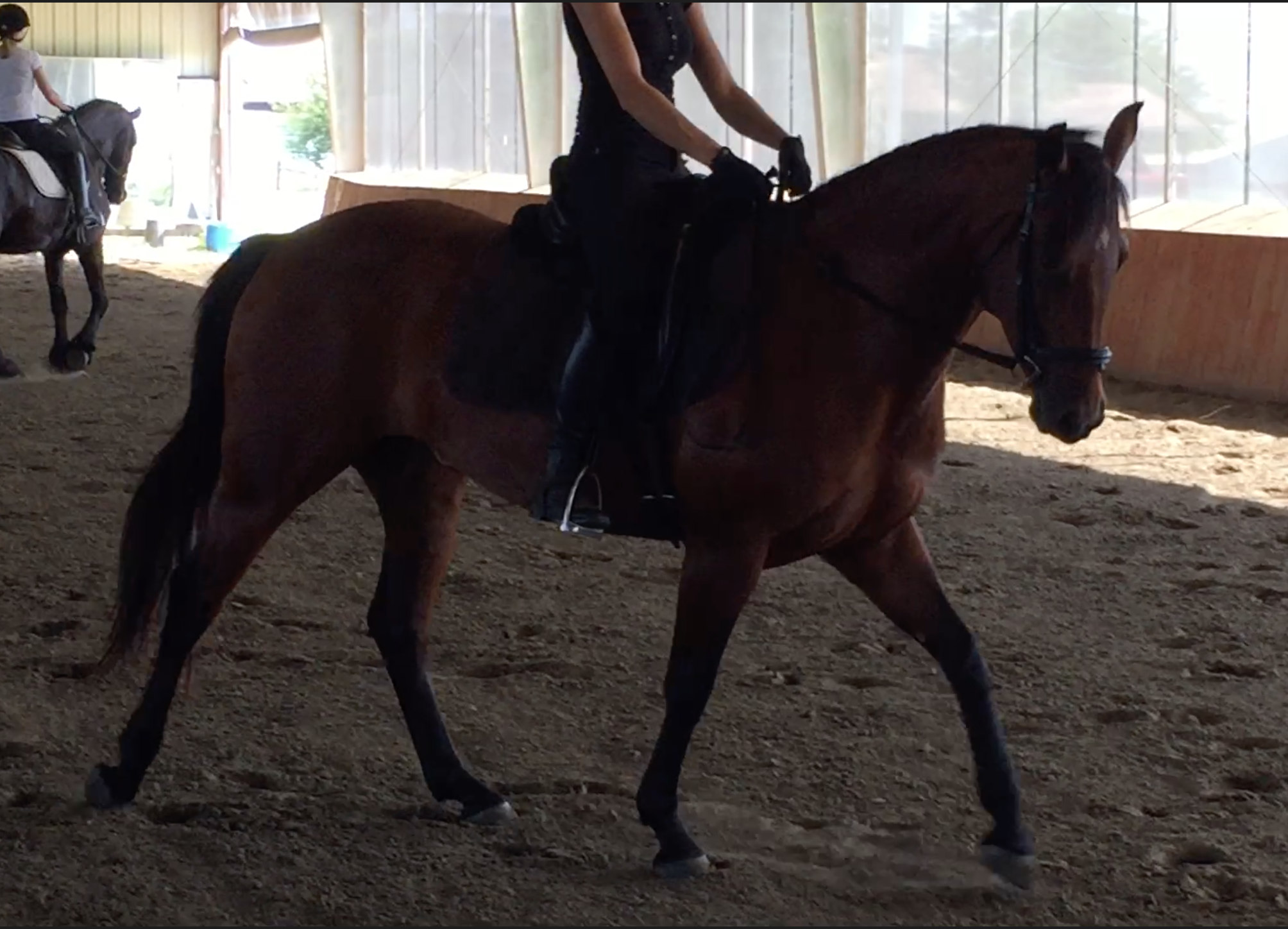 Romy Horse for sale