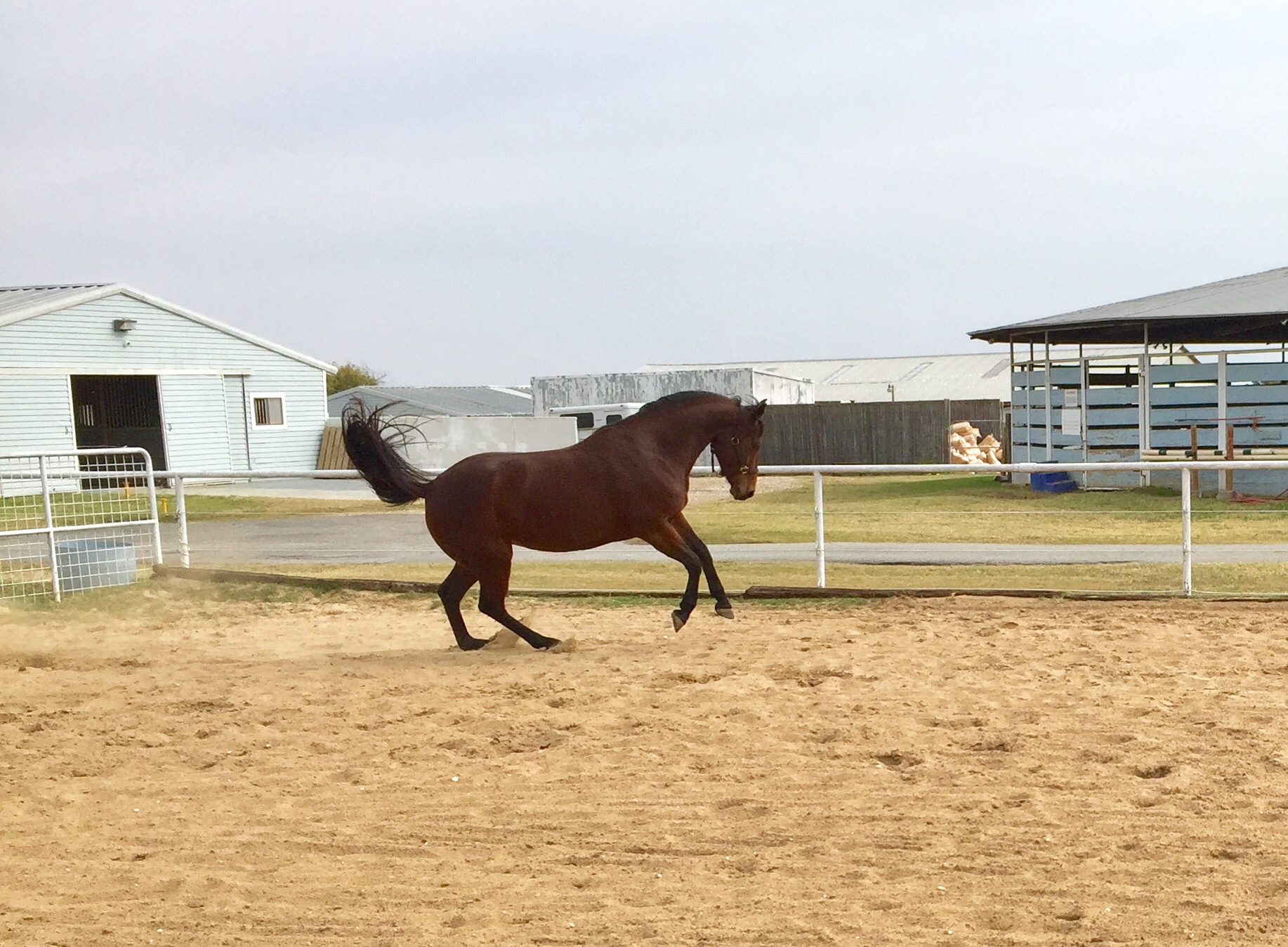 Romy Horse for sale