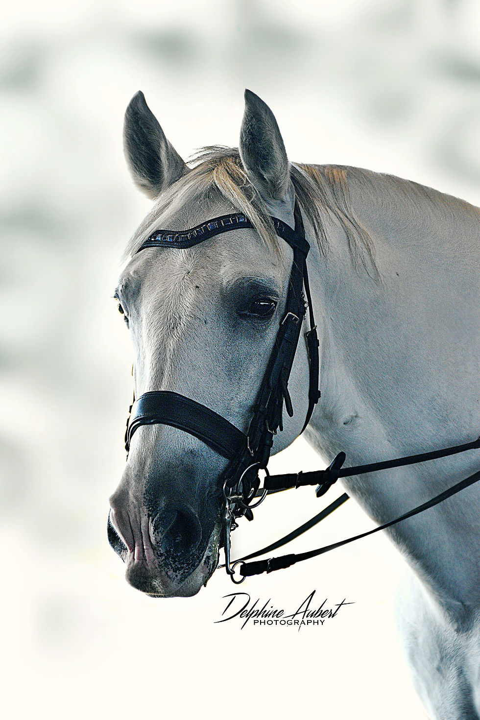 Delphine Aubert Photography | Dallas
