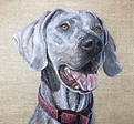 Pet Portrait | Dallas TX