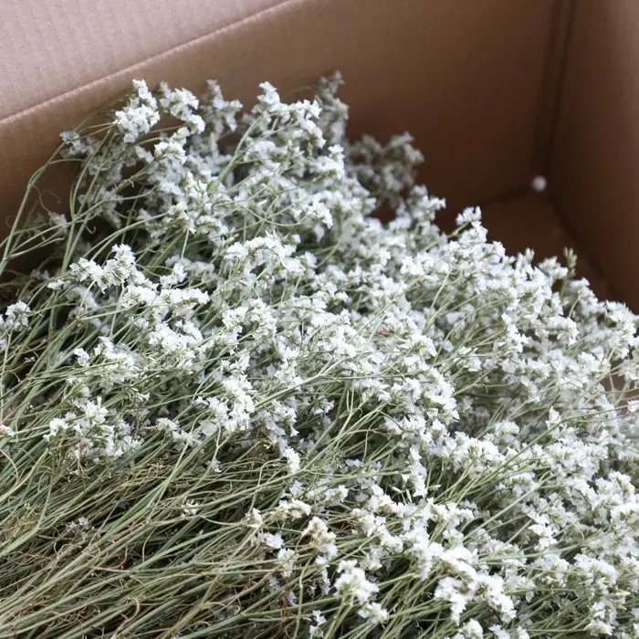 Thumbnail: Limonium