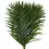 Thumbnail: Areka ( Palm Leaves )