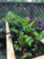 Planter Box