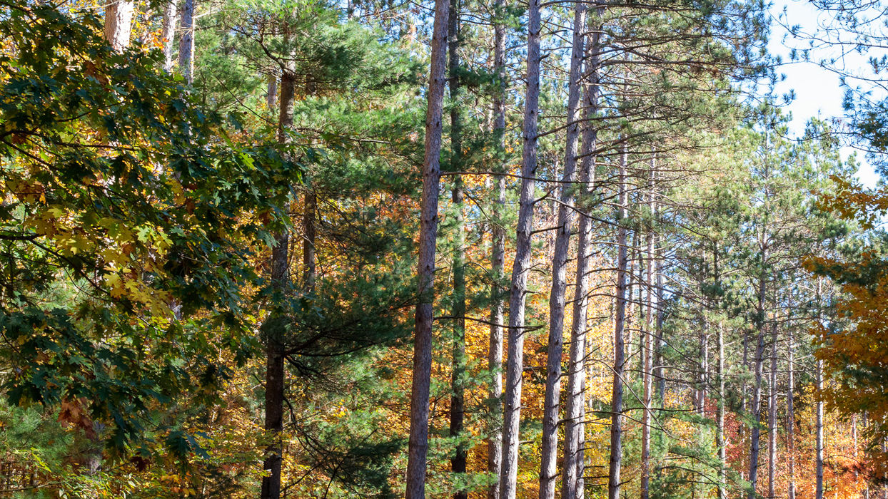 Tall pine trees line a dirt road with vibrant autumn leaves.