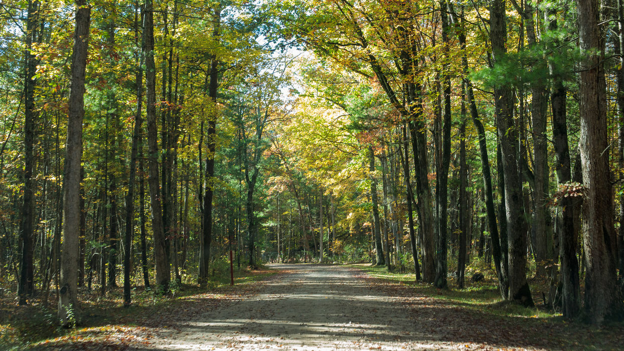 Dirt road through a dense forest with tall autumn trees, dappled light.