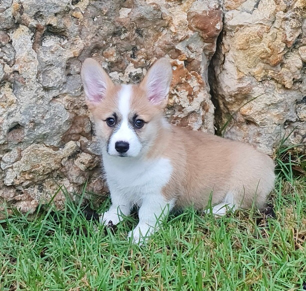 Mccall outlet creek corgis