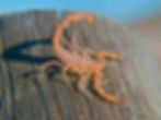scorpion