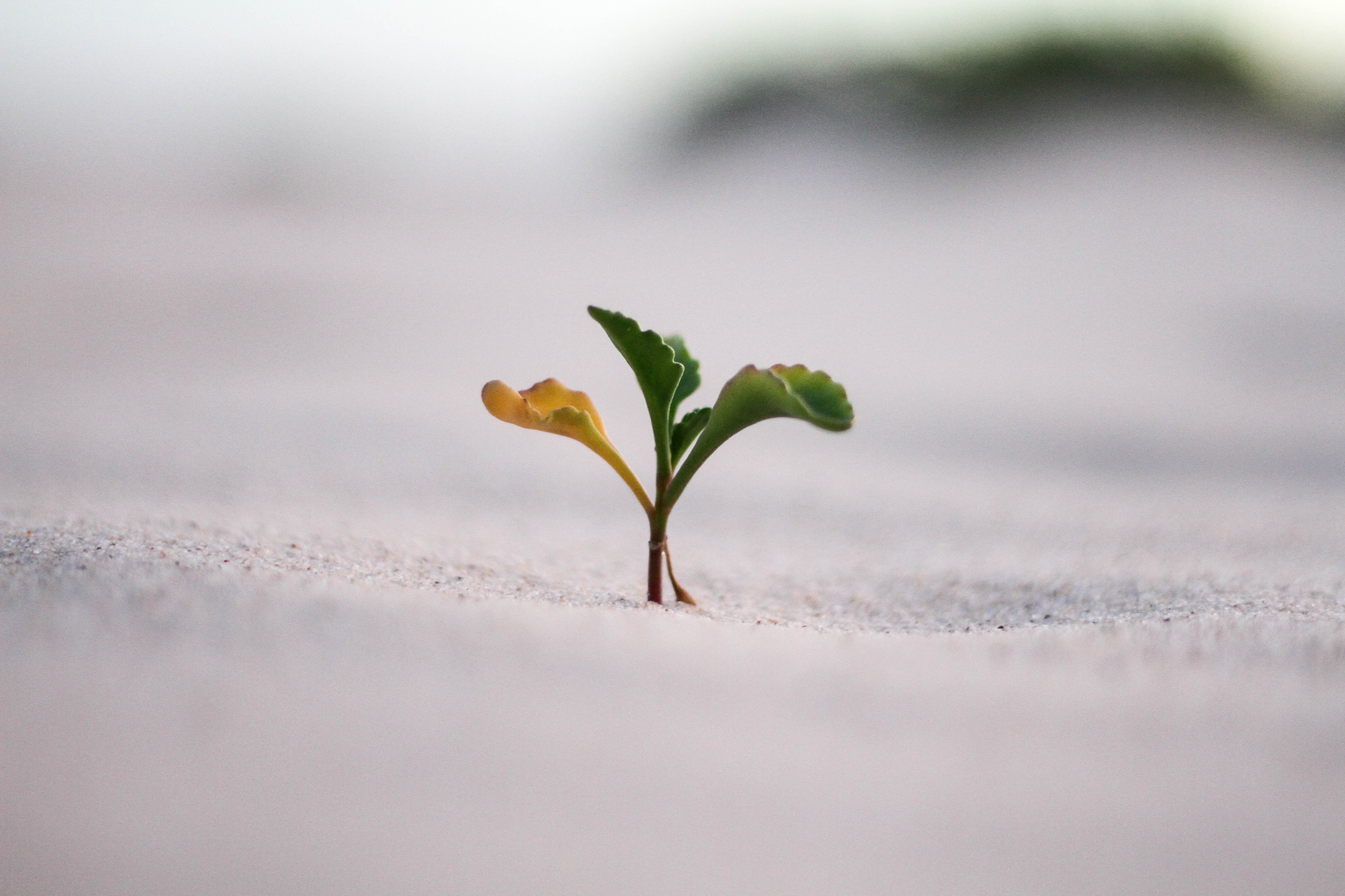 Courage is the Foundation to a Better Life