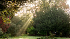 Ford Place Nursing Home Limited, Thetford
