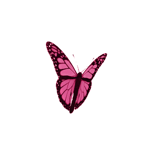 BOG PINK BUTTERFLY ANIMTD.gif