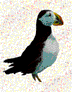 Puffin Funny