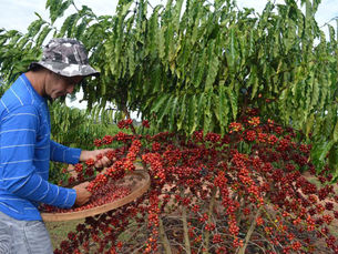 Fazendas de médio porte e sua importância no café especial