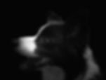 IMG_8827.jpeg