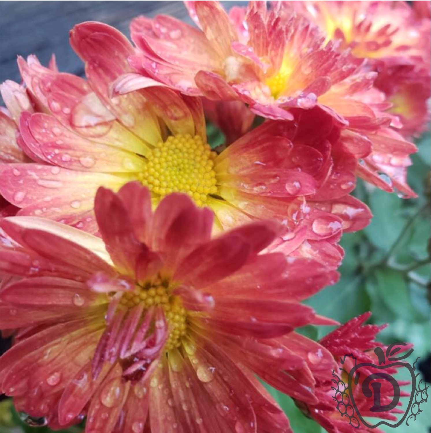 Home Ditmars Orchard & Vineyard Apple Orchard