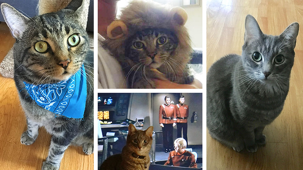 A cat with a blue handkerchief tied around it's neck, a cat in a lion costume, and a cat standing in front of a TV playing "Star Trek"