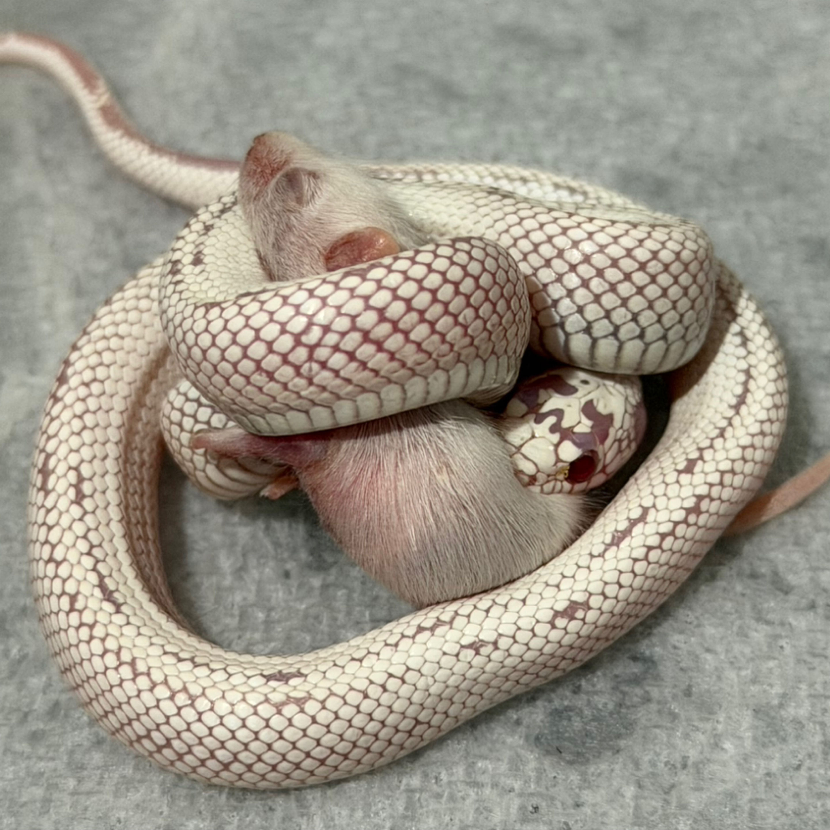 Blizzard kingsnake