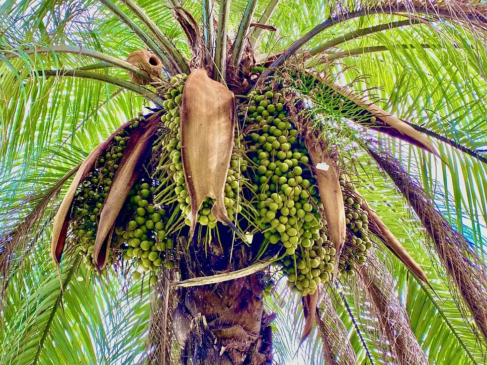 Frutos da Macaúba usados na produção de biocombustíveis