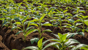 Agricultura Regenerativa apresenta caminhos para sustentabilidade no campo