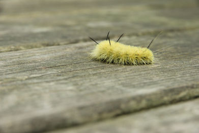 American dagger moth caterpillar .JPG
