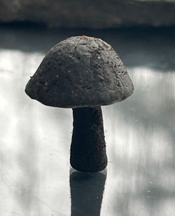 Little Black Cap