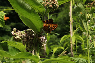 IMG_3286.JPG