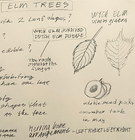 Elm Leaf id notes