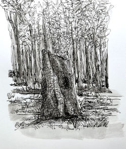 Tree Stump Sketch