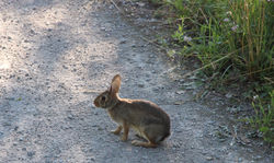 Bunny along the Trail (Jen Falvy)