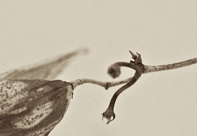 crop dry leaf_edited_edited_edited.jpg