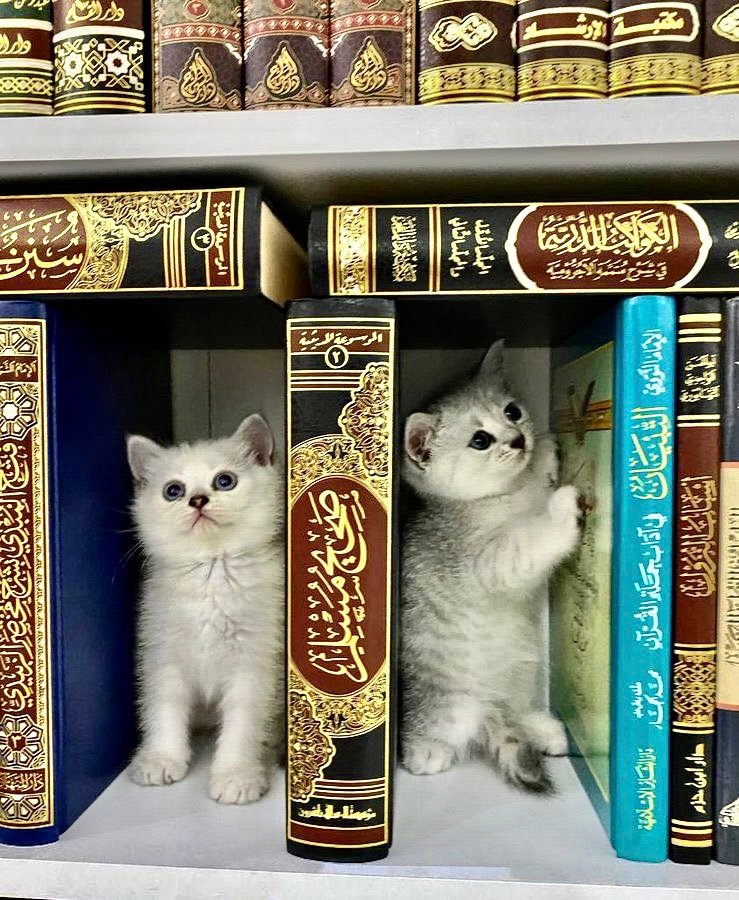 Cats, books and the Qur’an