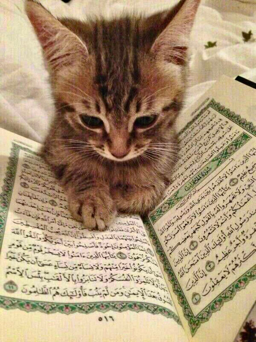 Cats In Islam Muslim Culture