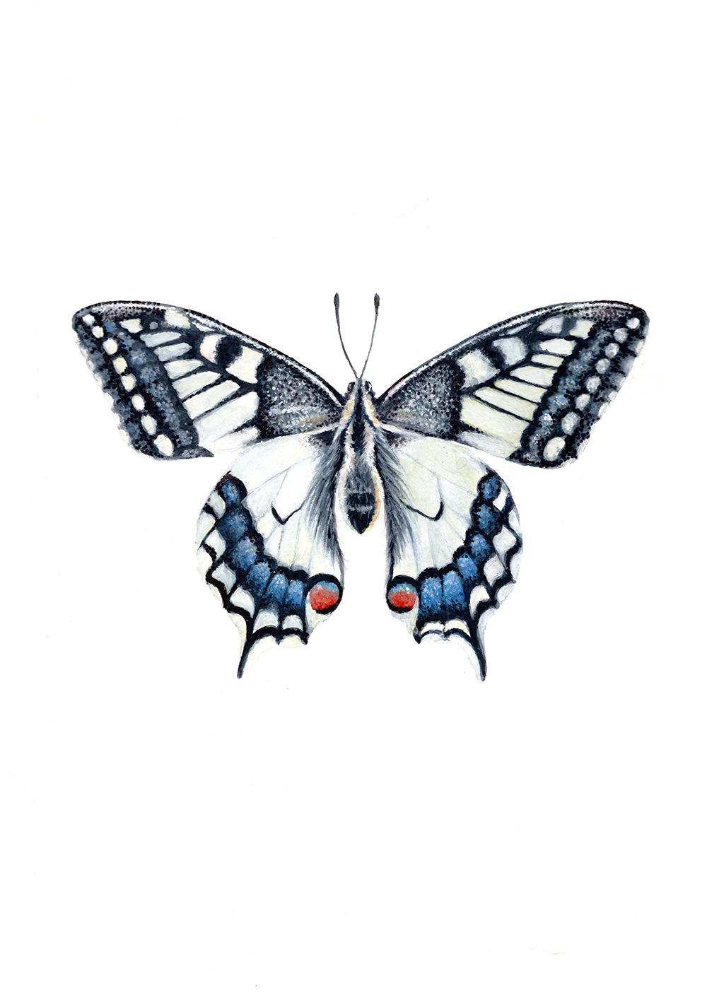 Butterfly (Swallowtail) - Original