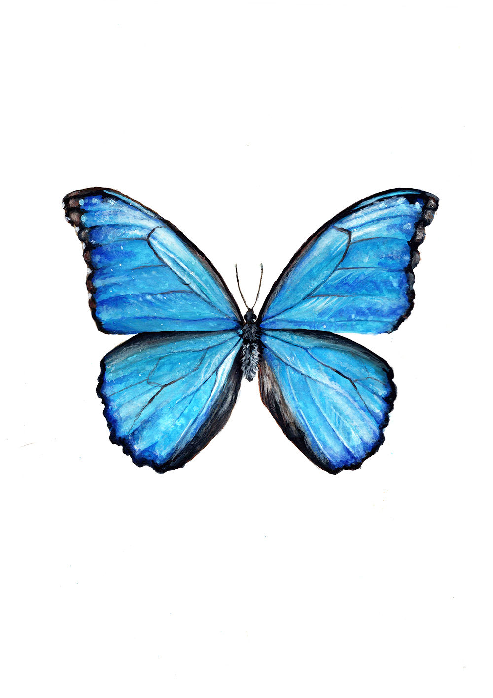 Butterfly (Blue Morpho) - Original