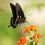 Thumbnail: 150 Supreme Butterfly Release Package Swallowtail Butterflies