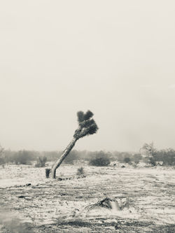 Desert