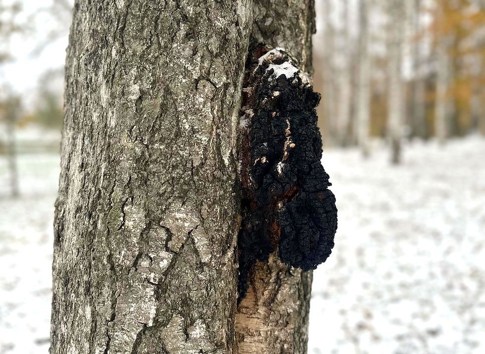Chaga Mushroom Harvesting