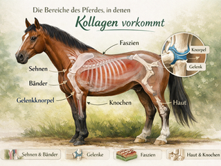 Kollagen beim Pferd – Fundament für Sehnen, Bänder und Gelenke