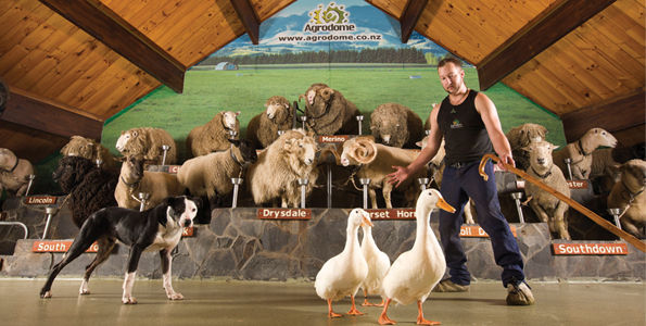 agrodome_image.jpg